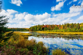Fall colours 1