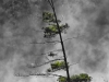 Lonesome Pine