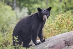 black-bear