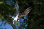 Osprey 1