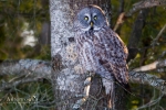 Great Gray Owl 1