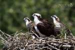 Osprey 2