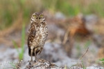 Burrowing Owl 1