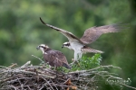 Osprey 3