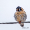 American Kestrel 1