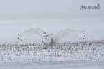 Snowy Owl 02