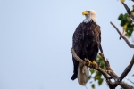 Bald Eagle 3