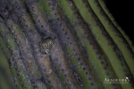 Elf Owl 1
