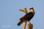 Crested Caracara 1