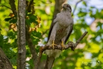 Northern Goshawk 1