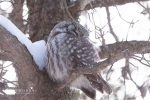 Boreal Owl 1