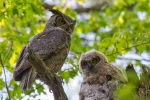 Great Horned Owl 4