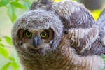 Great Horned Owl 6
