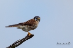 American Kestrel 2