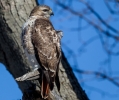 Red-tailed Hawk 01