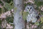 Barred Owl 6