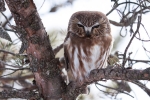 Northern Saw-whet Owl 01
