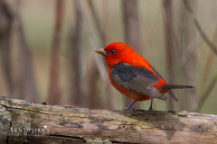 Scarlet Tanager 1