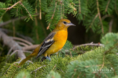 Baltimore Oriole 1