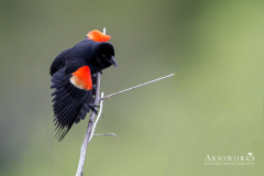 Red-winged Blackbird 1