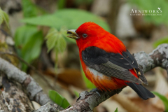 Scarlet Tanager 2