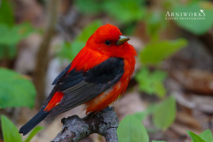 Scarlet Tanager 3