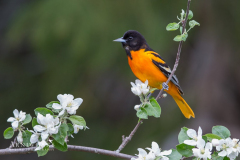 Baltimore Oriole 2