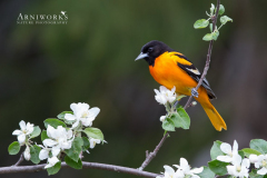 Baltimore Oriole 3