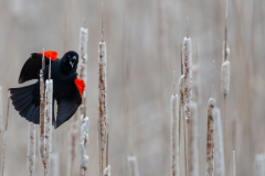 Red-winged Blackbird 3