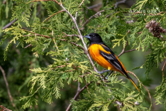Baltimore Oriole 4
