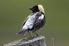 bobolink