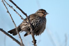 Red-winged Blackbird 4