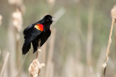 Red-winged Blackbird 5