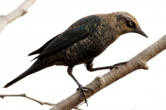 rusty-blkbird