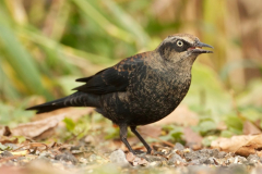 rusty-blkbird2