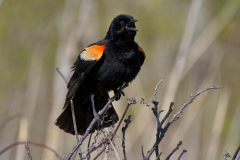 Red-winged Blackbird 6