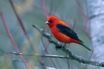Scarlet Tanager 4