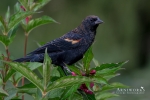 Red-winged Blackbird 2