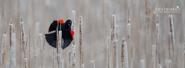 Red-winged Blackbird 3