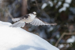 20130217-_MG_0702 20130217-_MG_0702