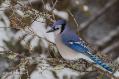 20140203-_N5A7133 20140203-_N5A7133