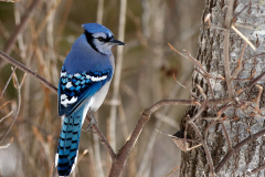 MG_0425-1-Edit