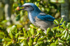 scrub-jay