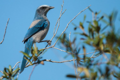 scrub-jay2