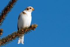 snow-bunting