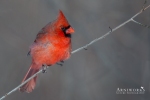 20150227-450A7269-Edit