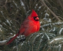 MG_0074-Edit