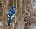 MG_0425-1-Edit
