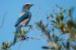 scrub-jay2