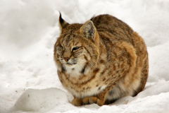 bobcat